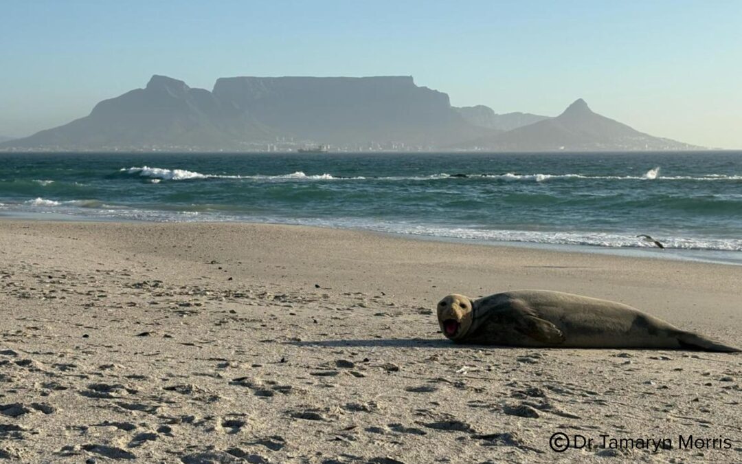 Vagrant Southern elephant seals on South African coastlines: Note to the public