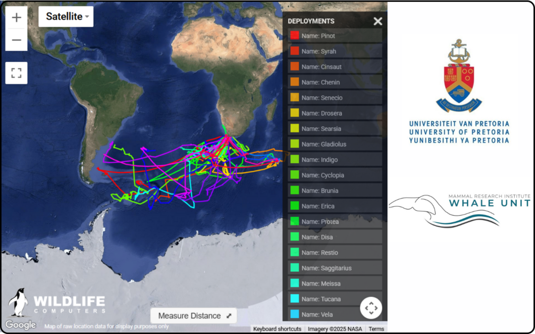 Satellite tagging of southern right whales