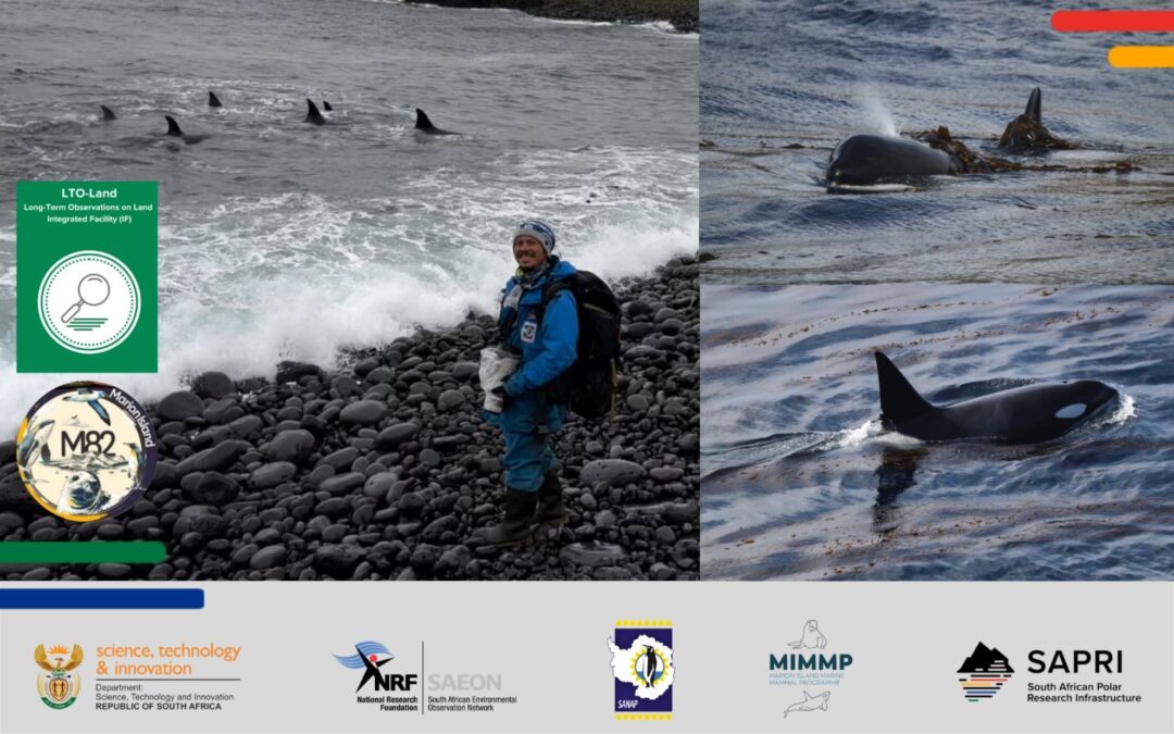 The killer whales of Marion Island