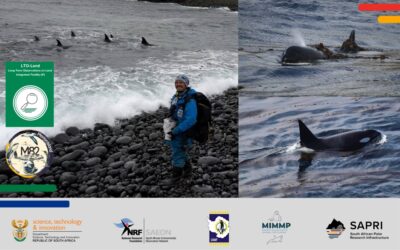 The killer whales of Marion Island