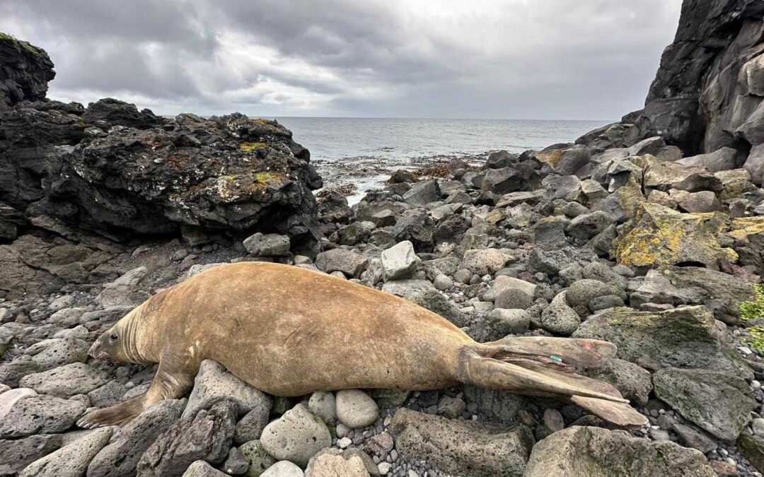 Gordy the southern elephant seal spotted on Marion Island